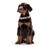Coleira para Cães Hunter Basic Alu-strong Vermelho Tamanho L (45-65 cm)