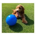 Brinquedo para Cães Company Of Animals Boomer Azul (100mm)