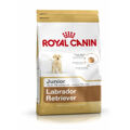 Penso Royal Canin Labrador Retriever Junior 12 kg Cachorro/júnior