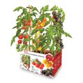 Conjunto de Cultivo Batlle Tomates Naturais 30 X 19,5 X 16,2 cm 2,85 kg