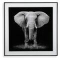 Pintura Elephant (2 X 50 X 50 cm)