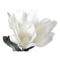 Flores Decorativas Dkd Home Decor Branco Cor de Rosa Eva (acetato Vinílico Etileno) (2 Pcs)