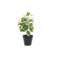 Planta Decorativa Dkd Home Decor Preto Verde Pvc (20 X 15 X 35 cm)