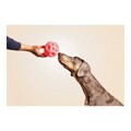 Brinquedo para Cães Gloria Dispensador Guloseimas Borracha (12 cm)