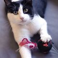 Brinquedo para Gatos Minnie Mouse Vermelho Pet
