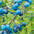 Rede Anti-pássaros Nano 5x4 M Azul