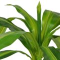  Planta Dracena Artificial com Vaso 100 cm Verde