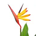  Planta Estrelícia/ave do Paraíso Artificial 66 cm