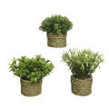 Planta Decorativa Basic Home Artificial Corda Verde 16 X 3 cm