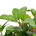 Planta Loureiro Artificial com Vaso 40 cm Verde