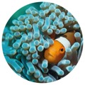 Wallart Papel de Parede Circular "nemo The Anemonefish" 142,5 cm