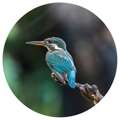 Wallart Papel de Parede Circular "the Kingfisher" 190 cm