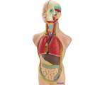 Jogo Miniland Anatomia Humana 11 Peças 50 cm