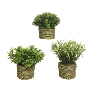 Planta Decorativa Basic Home Artificial Corda Verde 16 X 3 cm