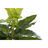 Planta Decorativa Dkd Home Decor Preto Verde Pvc Pp Lírio (25 X 25 X 30 cm)