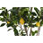 árvore Dkd Home Decor Limoeiro Poliéster (74 X 74 X 150 cm)