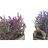 Planta Decorativa Dkd Home Decor Madeira Lilás Fúcsia Pe (30 X 12 X 21 cm) (2 Unidades)