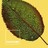 Capa Nórdica Nature Pantone Cama de 150 (240 X 220 cm)